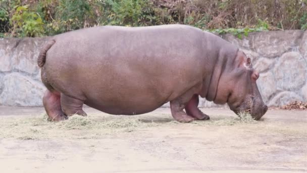 Hipopótamo Está Comiendo Hierba Mp4 — Vídeos de Stock