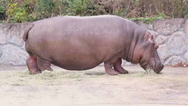 Hippo Munching Grass Mov — Stock Video