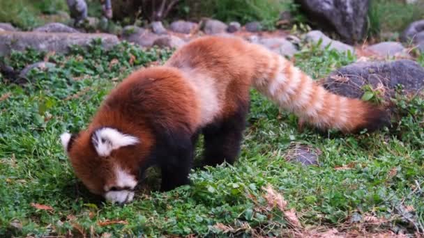 红熊猫在草丛中咀嚼着 — 图库视频影像