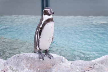 Hayvanat bahçesinin su kenarındaki penguenler
