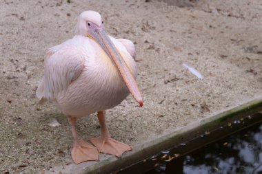 Su kenarında soğuk ve yuvarlak bir pelikan.