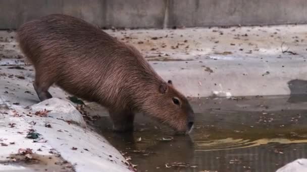Capybara Solo Para Beber Agua Mov — Vídeo de stock