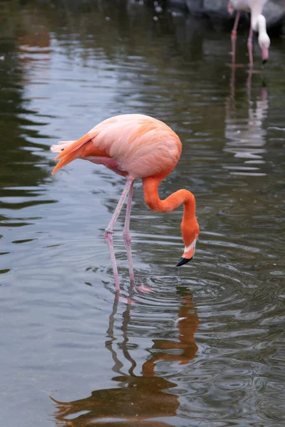 Pink Flamingo Drinking Water — Stock Photo, Image