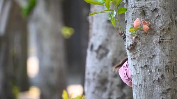 Liten Flicka Leker Med Ansiktet Från Trädet — Stockvideo