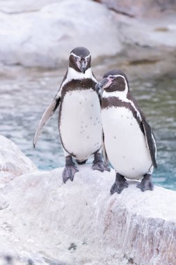 İki penguen yan yana yürüyor.