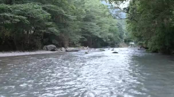 Natural River Bush — Vídeos de Stock