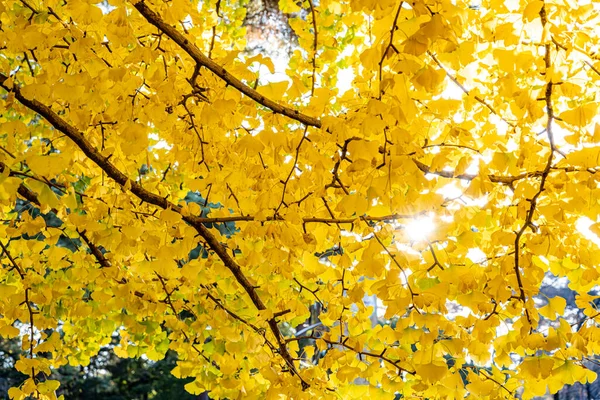 Ailemle parka gittim ve bir fotoğraf çektim.