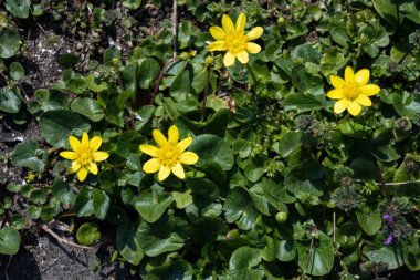 Kasımpatı yol kenarında çiçek açıyor.