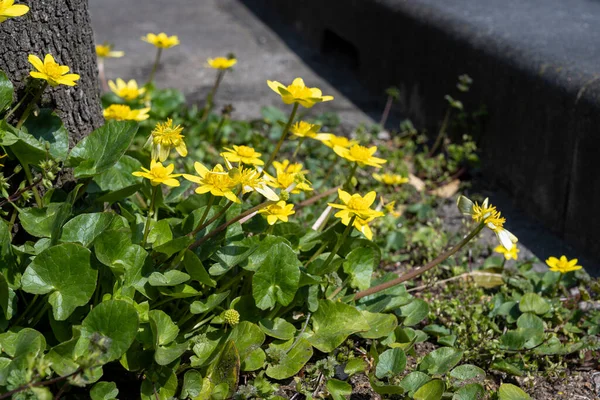 道端に菊のマルチコアが咲いています — ストック写真