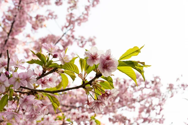 Cherry Blossoms Begin Bloom — Stock Photo, Image