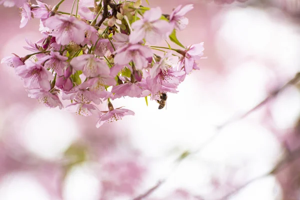 Bees Sucking Nectar Cherry Blossoms — Stock Photo, Image