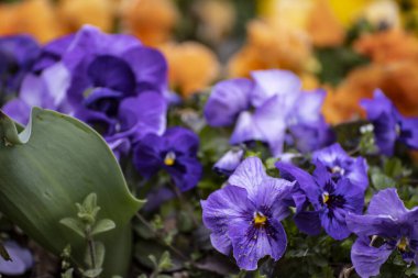 Bir sürü mavi ve turuncu hanım evladı çiçek açmış.