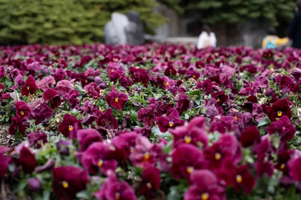 Bir sürü kırmızı-mor hanım evladı çiçek açmış.