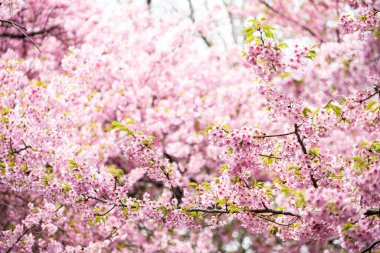 Pembe Kawazu kiraz çiçekleri tam çiçeklenmek üzere.
