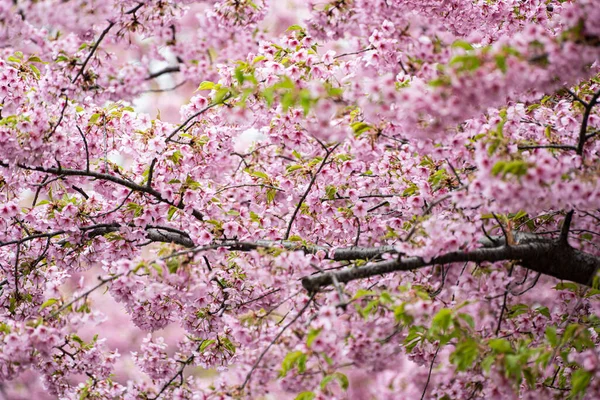 Pink Kawazu Cherry Blossoms Reach Full Bloom — Stock Photo, Image