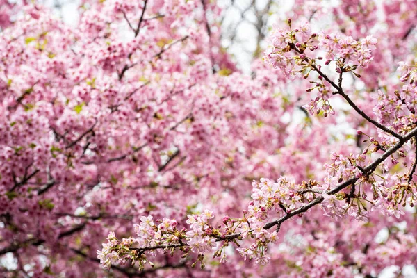 Pink Kawazu Cherry Blossoms Reach Full Bloom — Stock Photo, Image
