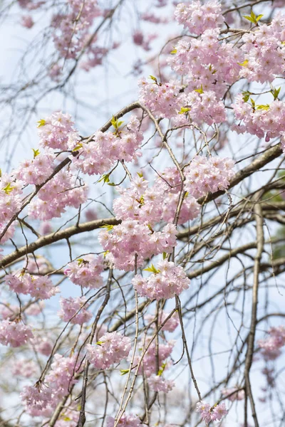 Cherry Blossoms Full Bloom Light Pink — Stock Photo, Image