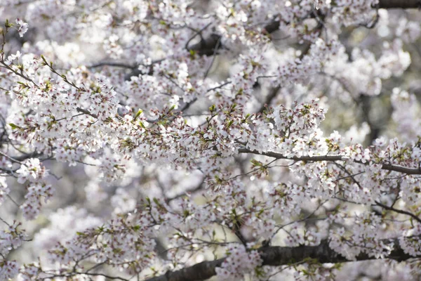 Körsbärsblommor Full Blom Ljusrosa — Stockfoto