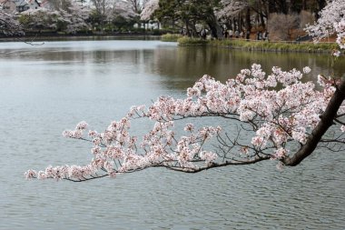 Göletin etrafında kiraz çiçekleri açar.