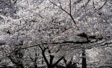 Kiraz çiçeğinin kar fırtınasının güzel bir şekilde dans ettiği an