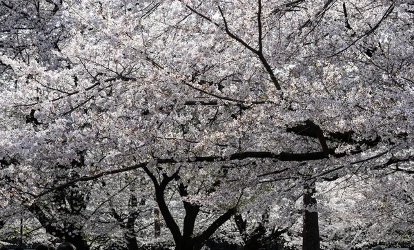 Kiraz çiçeğinin kar fırtınasının güzel bir şekilde dans ettiği an