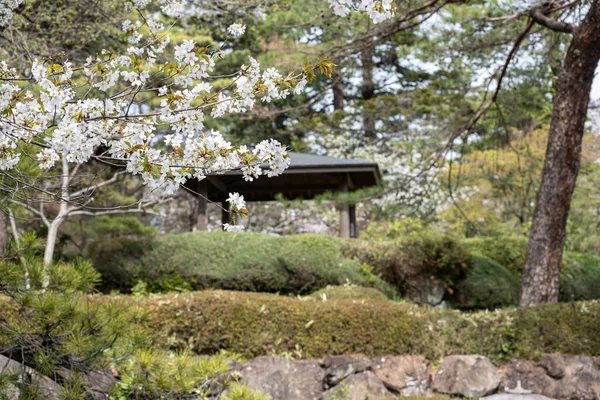 Flores Cerejeira Plena Floração Uma Pequena Cabana — Fotografia de Stock
