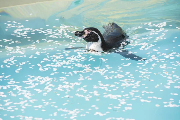 Penguenler kiraz çiçekleriyle dolu bir havuzda yüzerler.