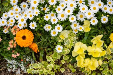 Margaret ve çeşitli çiçekler ve çimenler büyüyor.