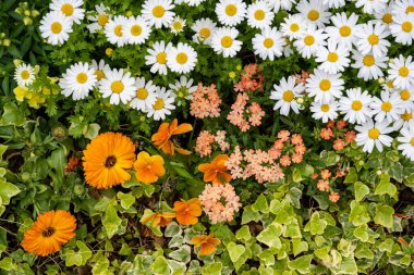 Margaret ve çeşitli çiçekler ve çimenler büyüyor.