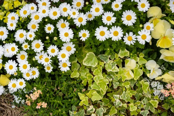 Margaret ve çeşitli çiçekler ve çimenler büyüyor.
