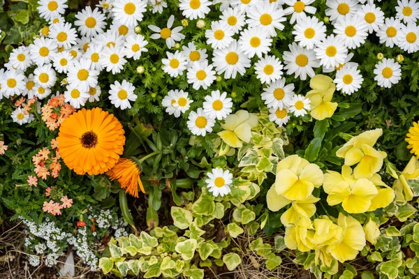 Margaret ve çeşitli çiçekler ve çimenler büyüyor.