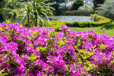 Pembe açelyalar tamamen çiçek açmış.