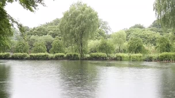 Tomé Una Foto Parque Natural Bajo Lluvia Fue Divertido — Vídeo de stock