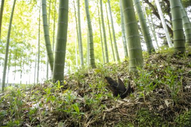 Bambu ormanında küçük bir bambu filizi yetişmiş..