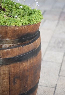 ahşap varil ile bitkiler