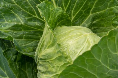 Taze lahana yakın plan. Çiftlikten organik lahana. Sağlıklı sebzeler yetiştiriyor. Lahana kafa..