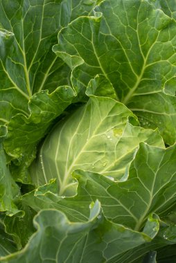 Taze lahana yakın plan. Çiftlikten organik lahana. Sağlıklı sebzeler yetiştiriyor. Lahana kafa..