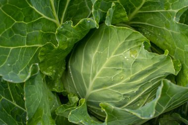 Taze lahana yakın plan. Çiftlikten organik lahana. Sağlıklı sebzeler yetiştiriyor. Lahana kafa..