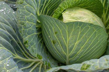 Taze lahana yakın plan. Çiftlikten organik lahana. Sağlıklı sebzeler yetiştiriyor. Lahana kafa..