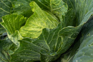 Taze lahana yakın plan. Çiftlikten organik lahana. Sağlıklı sebzeler yetiştiriyor. Lahana kafa..