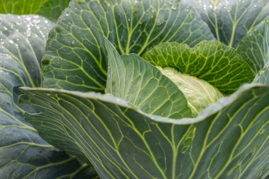 Taze lahana yakın plan. Çiftlikten organik lahana. Sağlıklı sebzeler yetiştirmek.