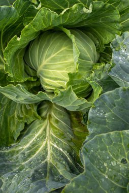 Taze lahana yakın plan. Çiftlikten organik lahana. Sağlıklı sebzeler yetiştiriyor. Lahana kafa..