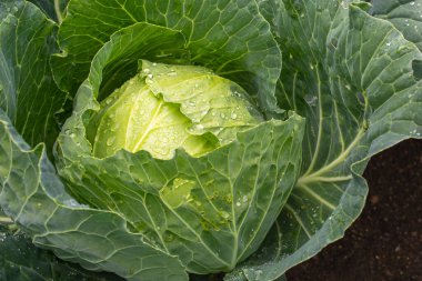 Taze lahana yakın plan. Çiftlikten organik lahana. Sağlıklı sebzeler yetiştiriyor. Lahana kafa..