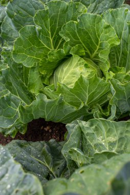 Taze lahana yakın plan. Çiftlikten organik lahana. Sağlıklı sebzeler yetiştiriyor. Lahana kafa..