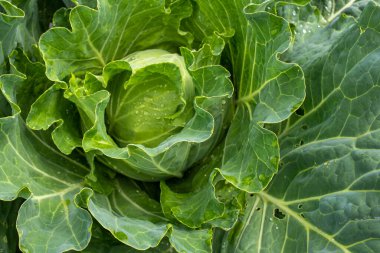 Taze lahana yakın plan. Çiftlikten organik lahana. Sağlıklı sebzeler yetiştiriyor. Lahana kafa..