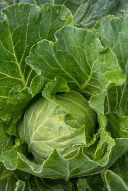 Taze lahana yakın plan. Çiftlikten organik lahana. Sağlıklı sebzeler yetiştiriyor. Lahana kafa..