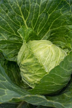 Taze lahana yakın plan. Çiftlikten organik lahana. Sağlıklı sebzeler yetiştiriyor. Lahana kafa..