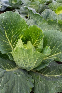 Yakın plan taze lahana. Gıda arkaplanı