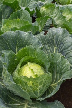 Yakın plan taze lahana. Gıda arkaplanı