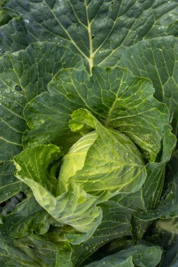 Yakın plan taze lahana. Gıda arkaplanı